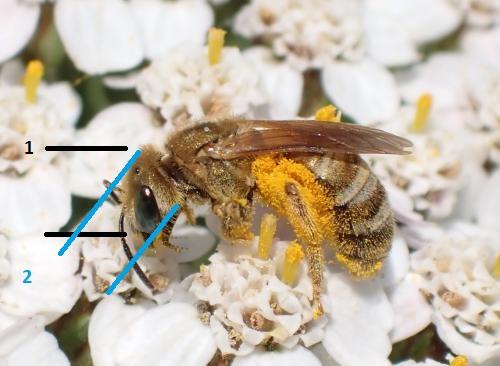 Seladonia subaurata